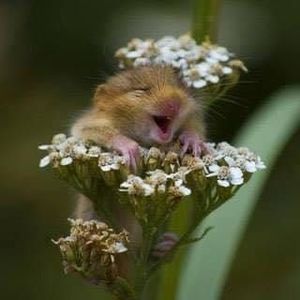 Meet your Posher, Tammy